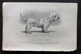 Dalziel 1880s Antique Dog Print. Dandie Dinmont Terrier 40