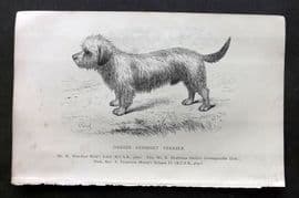 Dalziel 1880s Antique Dog Print. Dandie Dinmont Terrier 41