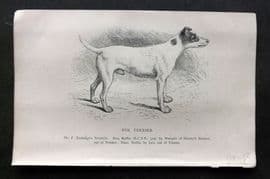 Dalziel 1880s Antique Dog Print. Fox Terrier 37