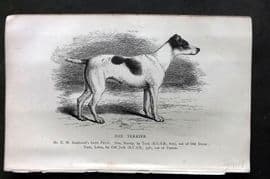 Dalziel 1880s Antique Dog Print. Fox Terrier 38