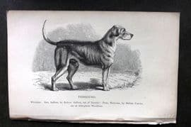 Dalziel 1880s Antique Dog Print. Foxhound 06