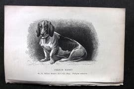 Dalziel 1880s Antique Dog Print. French Basset 09