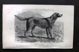 Dalziel 1880s Antique Dog Print. Irish Setter 15