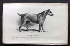 Dalziel 1880s Antique Dog Print. Irish Terrier 47
