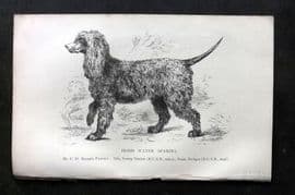 Dalziel 1880s Antique Dog Print. Irish Water Spaniel 18