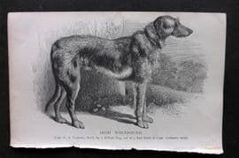Dalziel 1880s Antique Dog Print. Irish Wolfhound 01