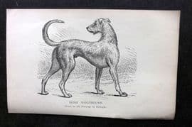 Dalziel 1880s Antique Dog Print. Irish Wolfhound 02