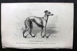 Dalziel 1880s Antique Dog Print. Italian Greyhound 53