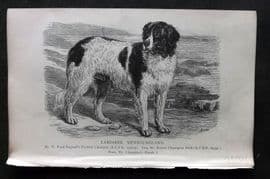 Dalziel 1880s Antique Dog Print. Landseer Newfoundland 30