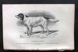 Dalziel 1880s Antique Dog Print. Laverack Setter 14
