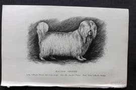 Dalziel 1880s Antique Dog Print. Maltese Terrier 52 Malta