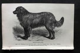 Dalziel 1880s Antique Dog Print. Newfoundland 31