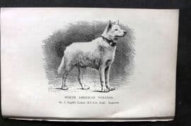 Dalziel 1880s Antique Dog Print. North American Wolfdog 25