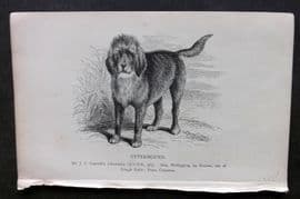 Dalziel 1880s Antique Dog Print. Otterhound 07