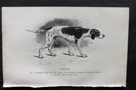 Dalziel 1880s Antique Dog Print. Pointer 11