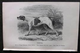 Dalziel 1880s Antique Dog Print. Pointer 12