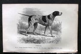 Dalziel 1880s Antique Dog Print. Pointer 13
