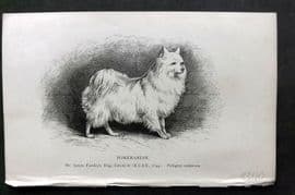 Dalziel 1880s Antique Dog Print. Pomeranian 50