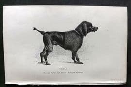 Dalziel 1880s Antique Dog Print. Poodle 51