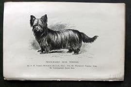 Dalziel 1880s Antique Dog Print. Prick-Eared Skye Terrier 46