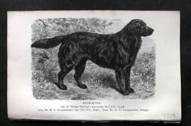Dalziel 1880s Antique Dog Print. Retriever 19