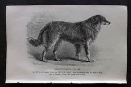 Dalziel 1880s Antique Dog Print. Rough Coated Collie 22
