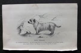 Dalziel 1880s Antique Dog Print. Skye Terrier 42