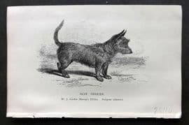 Dalziel 1880s Antique Dog Print. Skye Terrier 43