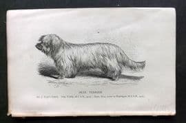 Dalziel 1880s Antique Dog Print. Skye Terrier 44