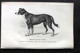 Dalziel 1880s Antique Dog Print. Smooth Coated Collie 23