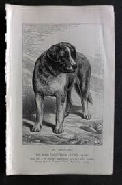 Dalziel 1880s Antique Dog Print. St. Bernard 28