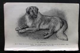 Dalziel 1880s Antique Dog Print. St. Bernard 29