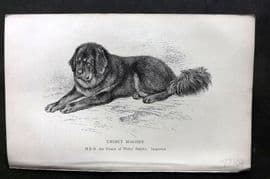 Dalziel 1880s Antique Dog Print. Thibet Mastiff 33