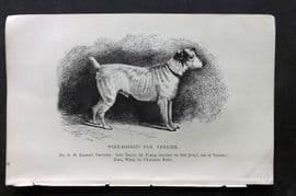 Dalziel 1880s Antique Dog Print. Wire Haired Fox Terrier 39