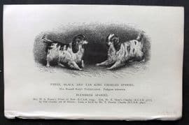 Dalziel 1880s Dog Print. White, Black and Tan King Charles Spaniel 49