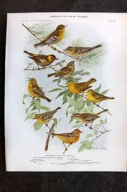 Eaton Birds of New York 1914 Pine Warbler, Cape May, Palm, Prairie Warbler 95