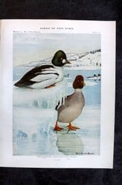 Eaton Birds of New York 1914 Print. American Golden-Eye 18