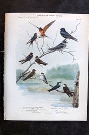 Eaton Birds of New York 1914 Print. Barn, Cliff, Tree Swallow, Purple Martin 88