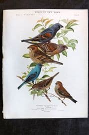 Eaton Birds of New York 1914 Print. Blue Grosbeak, Indigo Bunting 86