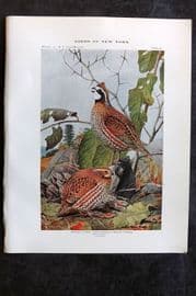 Eaton Birds of New York 1914 Print. Bobwhite or Quail 40