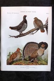 Eaton Birds of New York 1914 Print. Canada or Spruce & Ruffed Grouse 41