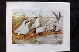 Eaton Birds of New York 1914 Print. Caspian, Royal & Black Tern 08