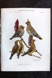 Eaton Birds of New York 1914 Print. Cedar & Bohemian Waxwing 89