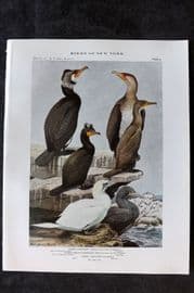 Eaton Birds of New York 1914 Print. Cormorant, Double Crest Cormorant, Gannet 09
