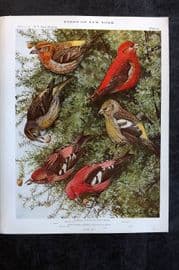 Eaton Birds of New York 1914 Print. Crossbill, White Winged Crossbill 77
