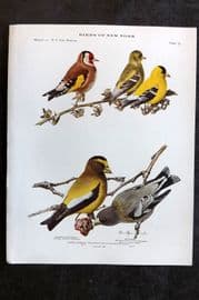 Eaton Birds of New York 1914 Print. European Goldfinch, Goldfinch, Grossbeak 79