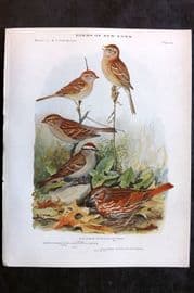 Eaton Birds of New York 1914 Print. Field, Chipping & Fox Sparrow 83