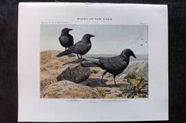 Eaton Birds of New York 1914 Print. Fish Crow & Crow 72