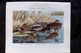 Eaton Birds of New York 1914 Print. Gadwall, Mallard, Black Duck 12