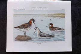 Eaton Birds of New York 1914 Print. Northern Phalarope 29